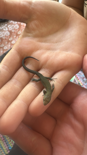 Viviparous Lizard