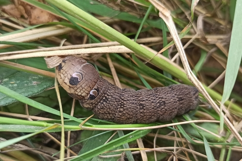Elephant Hawkmoth