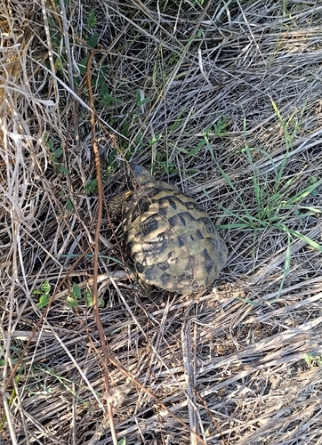 Hermann's Tortoise