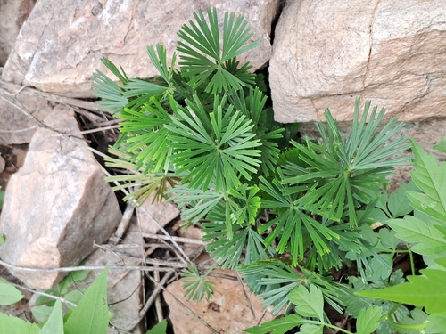 Fan-Leaved Fern