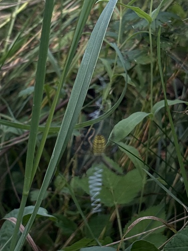 Wasp Spider
