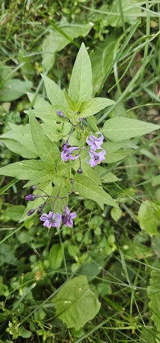 bittersweet nightshade