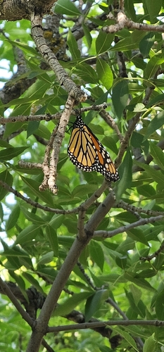 Monarch