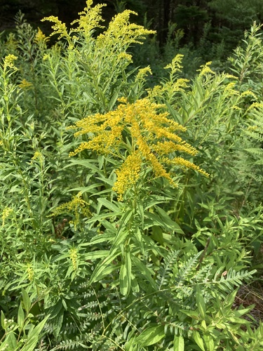 Canada goldenrod