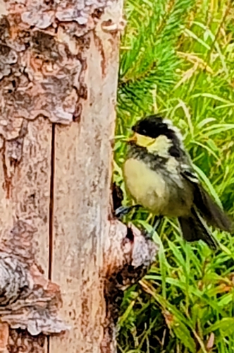 Great Tit