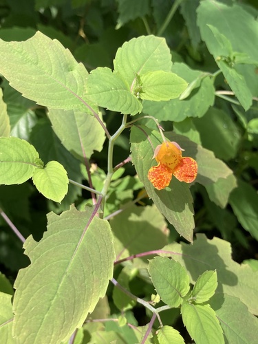 common jewelweed