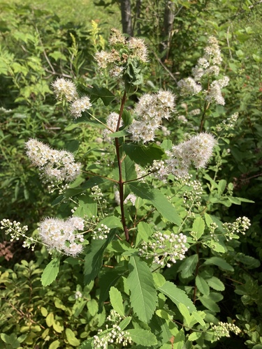white meadowsweet