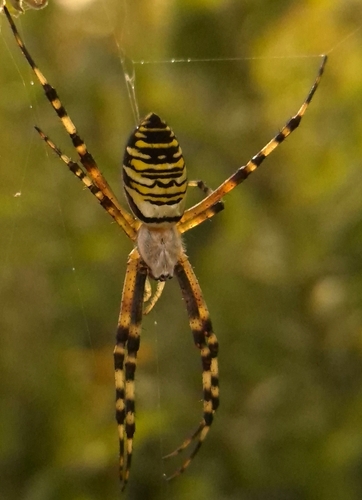Wasp Spider