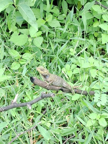 Indian Garden Lizard