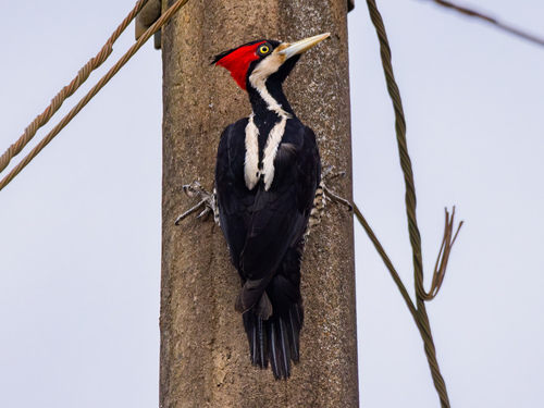 Crimson-crested Woodpecker