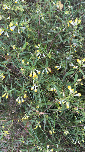 Common Cow-wheat