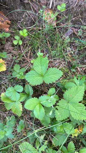 woodland strawberry