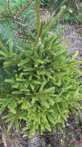 Norway spruce