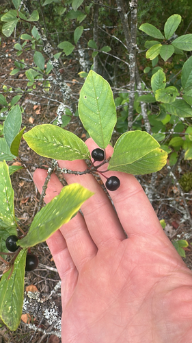 alder buckthorn