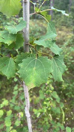 European aspen