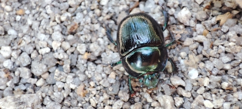 Woodland Dor Beetle