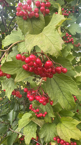 guelder-rose