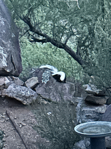 Hooded Skunk observed by joseph_hill1
