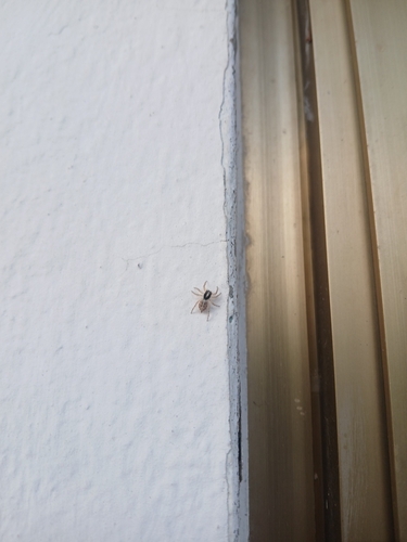 Half-edged Wall Jumping Spider