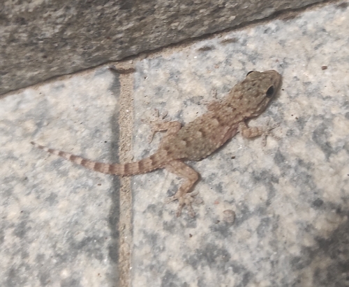 Moorish Gecko