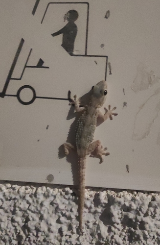 Moorish Gecko