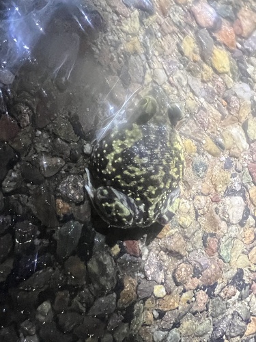 Couch's Spadefoot