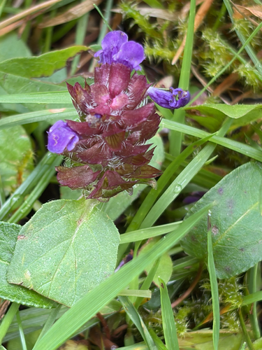 common selfheal