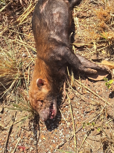 Bush Dog