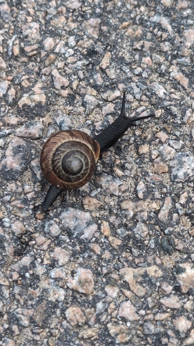 Copse Snail