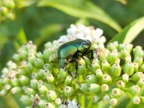 European Rose Chafer