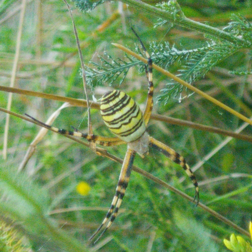 Wasp Spider