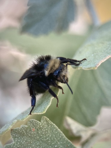 iNaturalist observation photo of Van Dyke's Bumble Bee