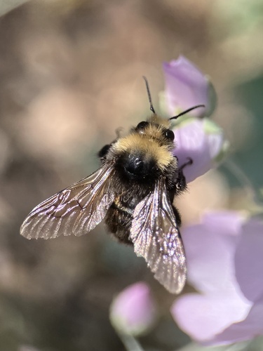 iNaturalist observation photo of Van Dyke's Bumble Bee