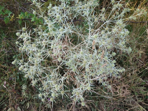 Field Eryngo