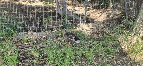 Mallard