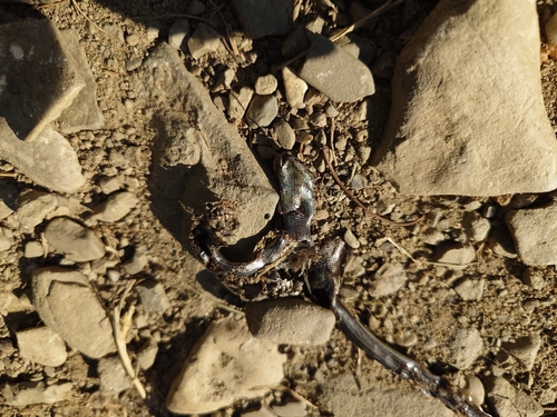 Eastern Slowworm