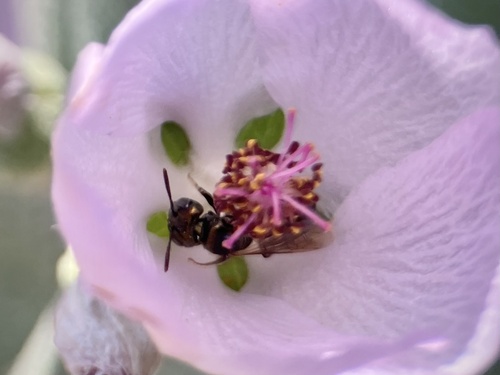 iNaturalist observation photo of Bees