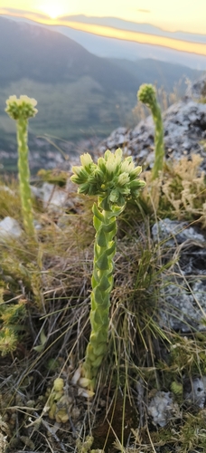 hairy houseleek