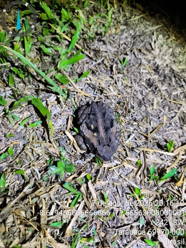 Cane Toad