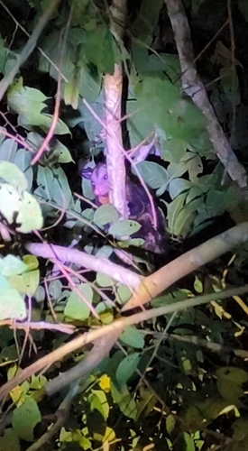 Southern Opossum