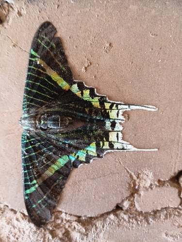 Green-banded Urania