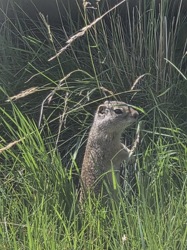 Wyoming Ground Squirrel observed by ranger-romer