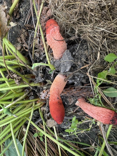 red stinkhorn