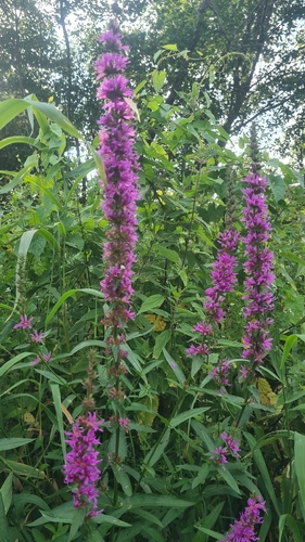 purple loosestrife