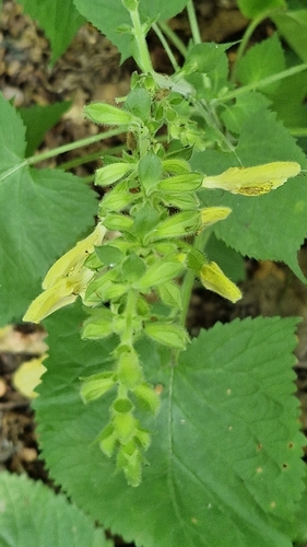 Sticky Sage