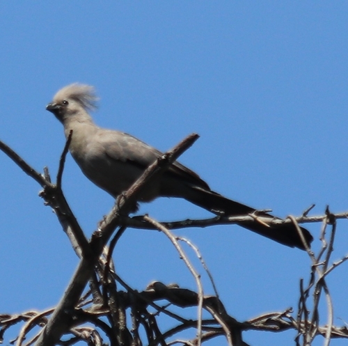 Grey Go-away-bird