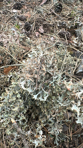 Iceland Lichen