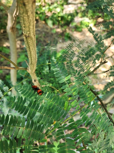 Common Eastern Velvet Ant