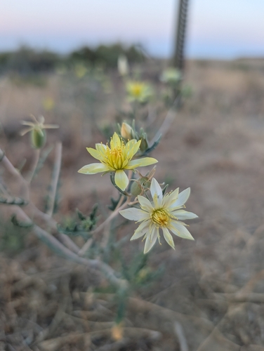 Adonis Blazingstar