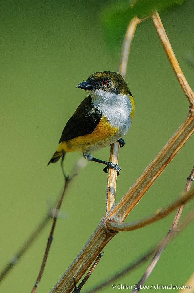 Yellow-sided Flowerpecker (Dicaeum aureolimbatum) photo